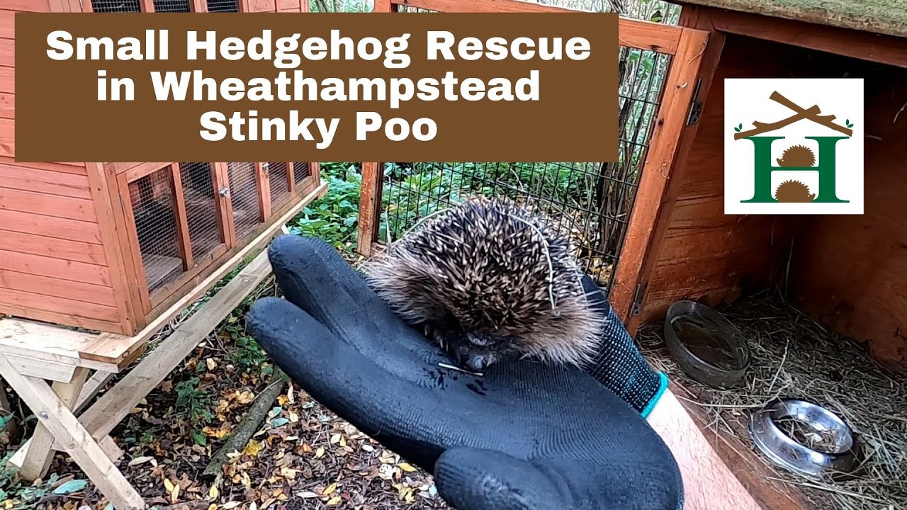 Small Hedgehog Rescue From Wheathampstead with Stinky Poo - Hornbeam Wood Hedgehog Sanctuary