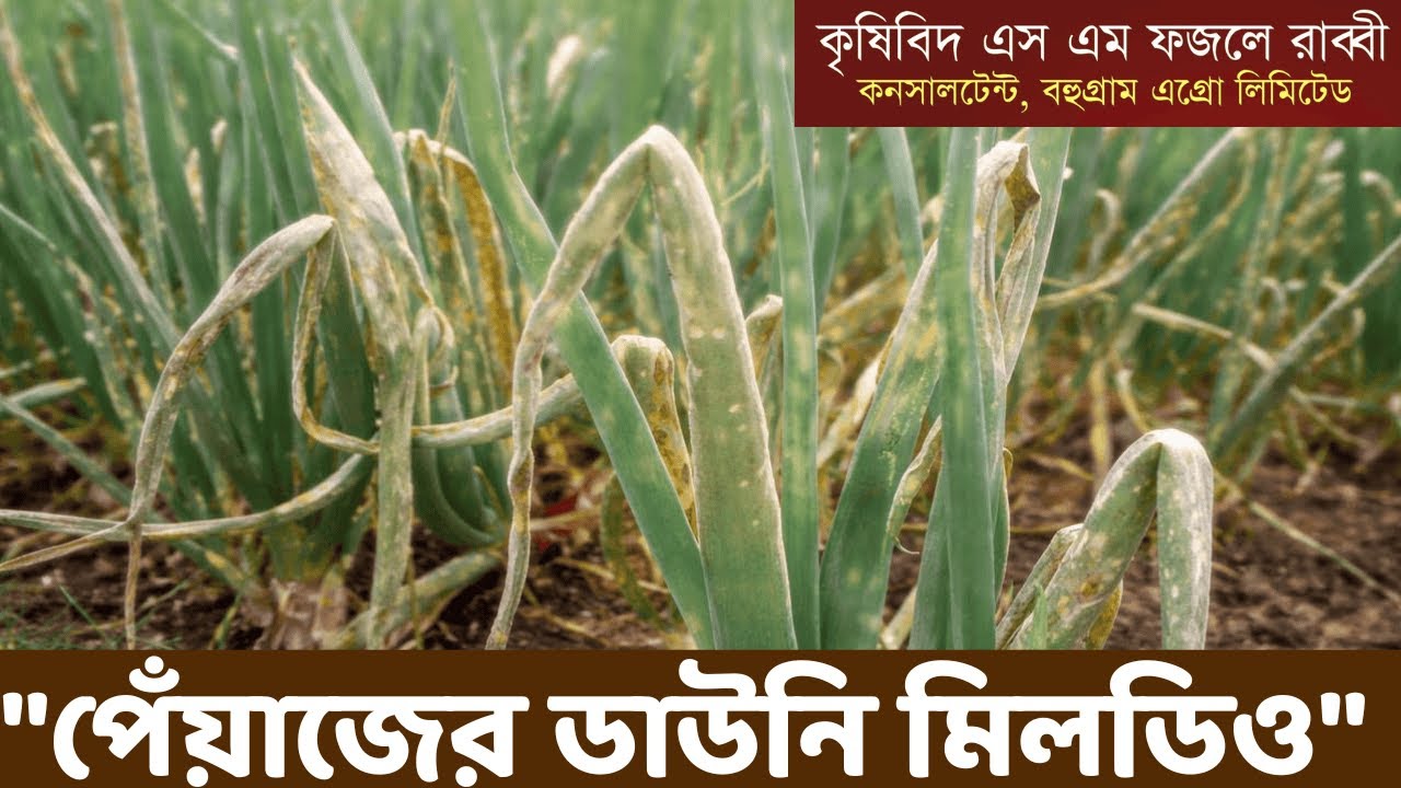 পেঁয়াজে Downy Mildew কেন হয়? দ্রুত সমাধান ও প্রতিকার