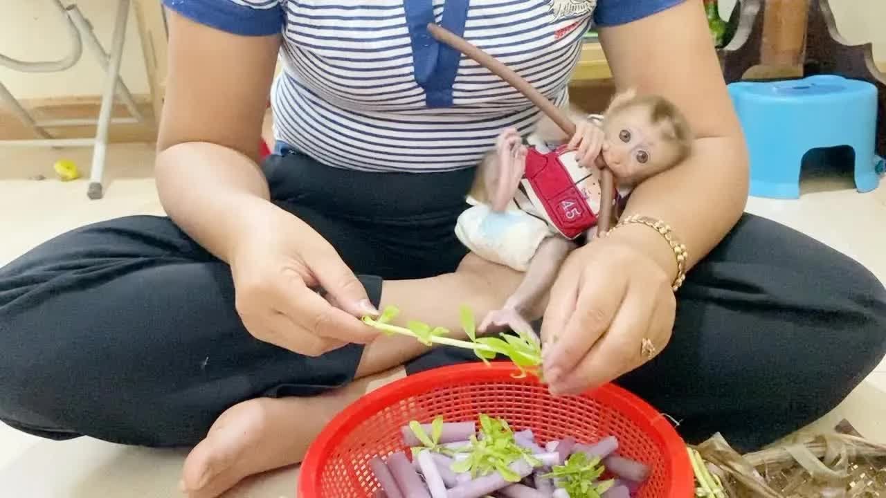 So Peaceful BB DAM Enjoy Bite Water Lily Tree While Mom Peeling