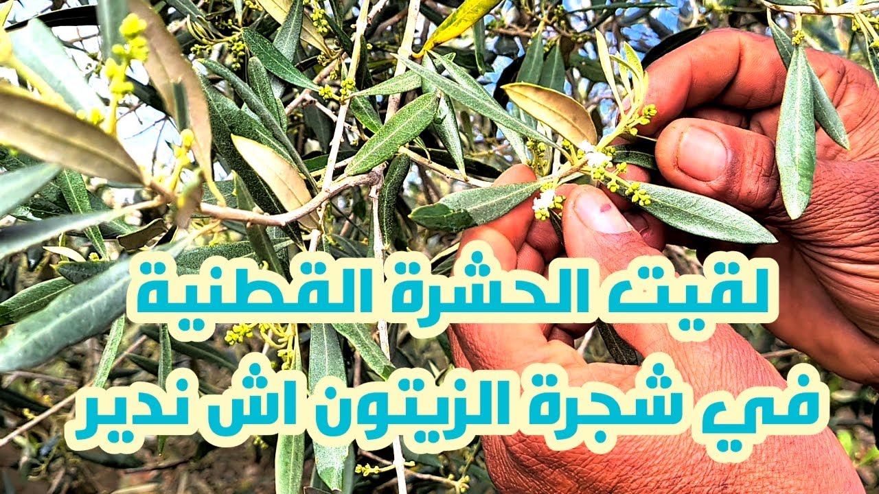 ظهور مرض حشرة القطنية بالزيتون اش ندير؟ واش