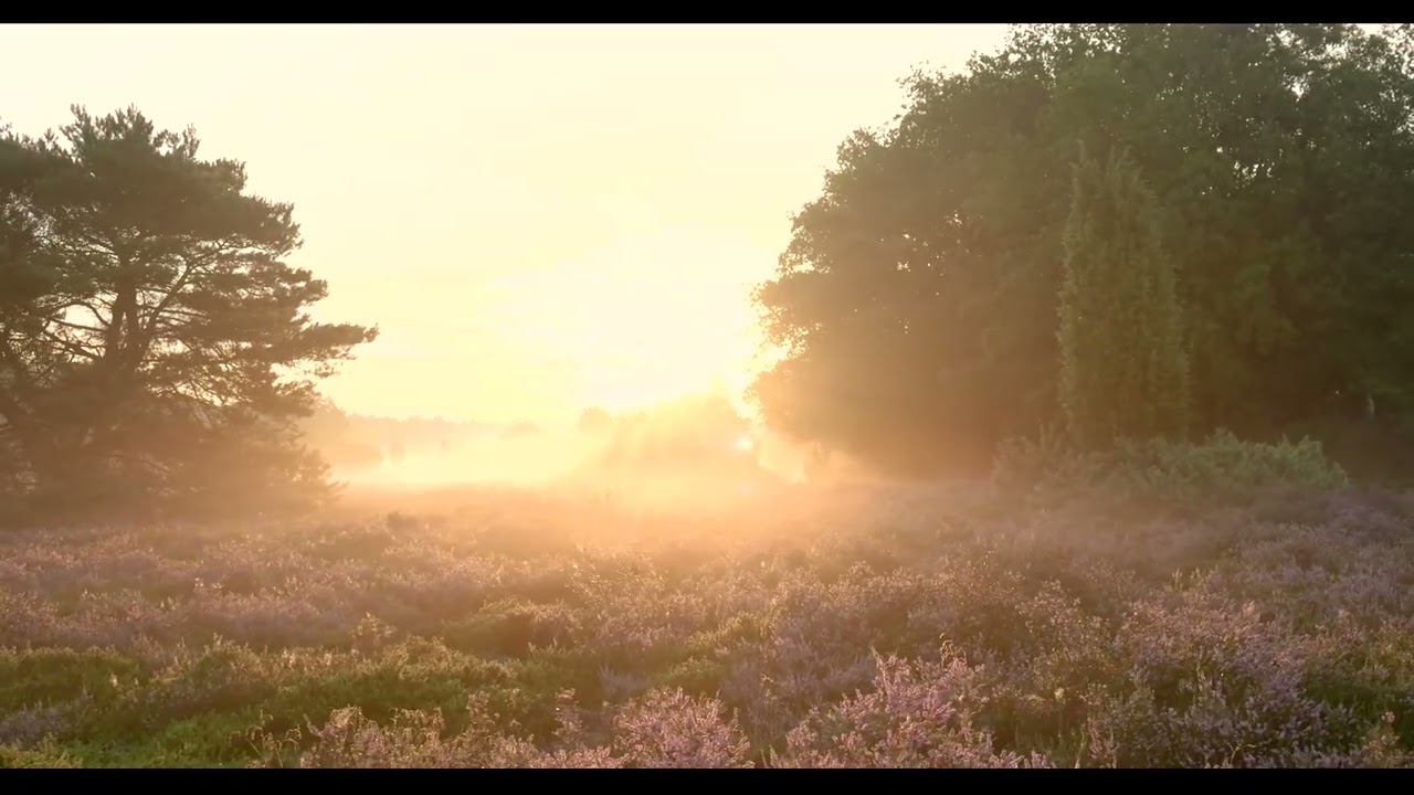 Nature sounds for sleepless nights │Nature Beats