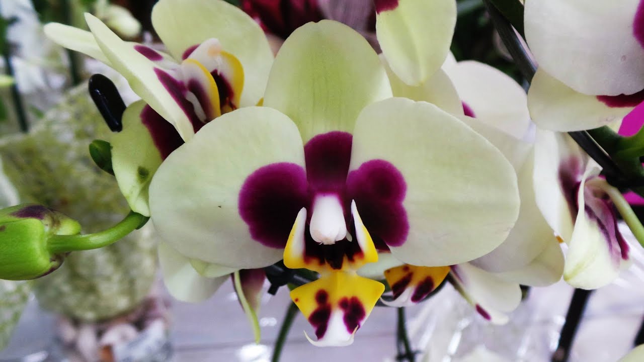 Phalaenopsis come tagliare lo stelo sfiorito, come bagnare,farle rifiorire e altro, video n° 3 di 3