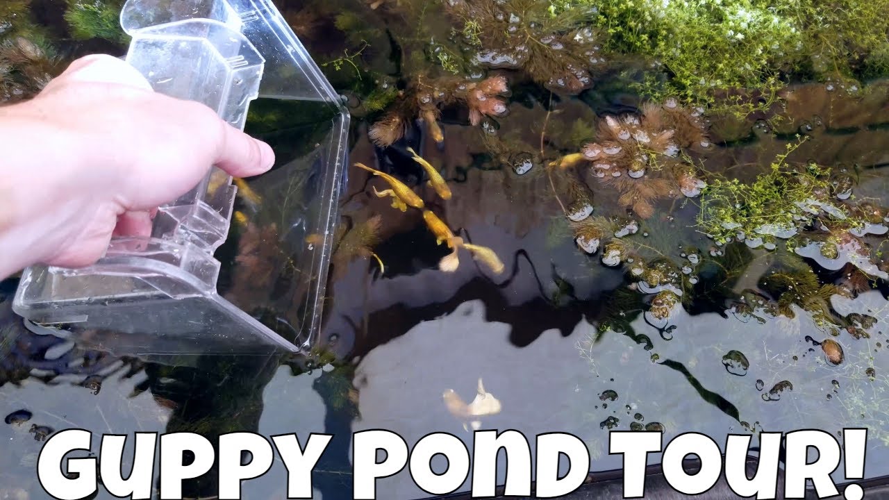 Outside Guppy Pond Tour Thousands of Guppies!