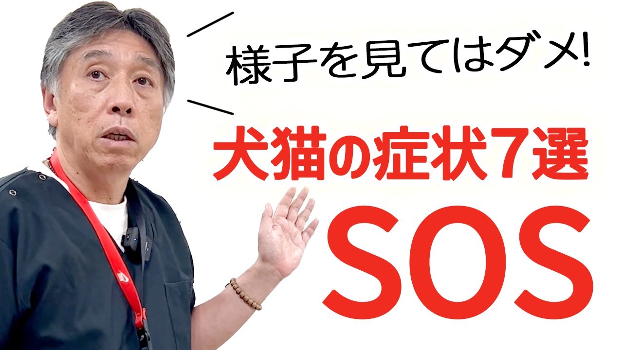 【重要】犬猫のSOSを見逃すな！様子を見てはいけない症状7選