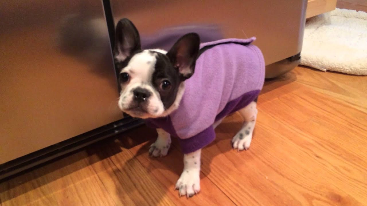 Tui the French Bulldog puppy hiccups