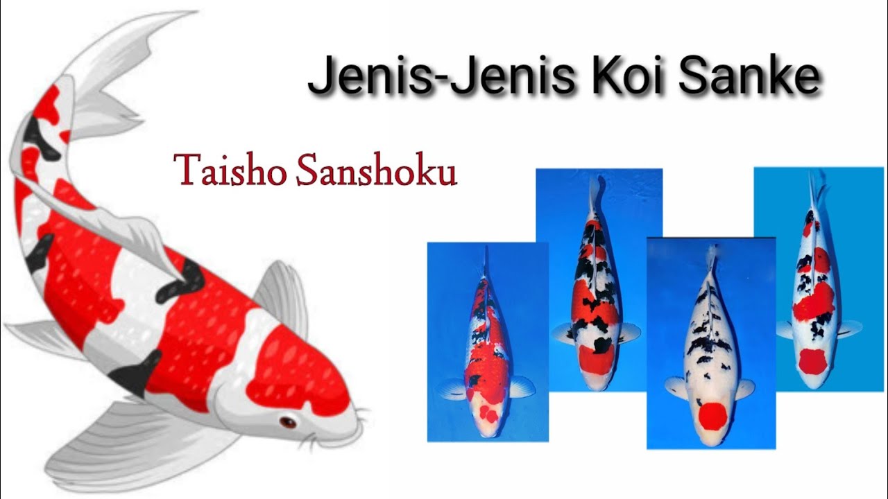 Mengenal jenis-jenis Ikan Koi Sanke (taisho sanshoku)