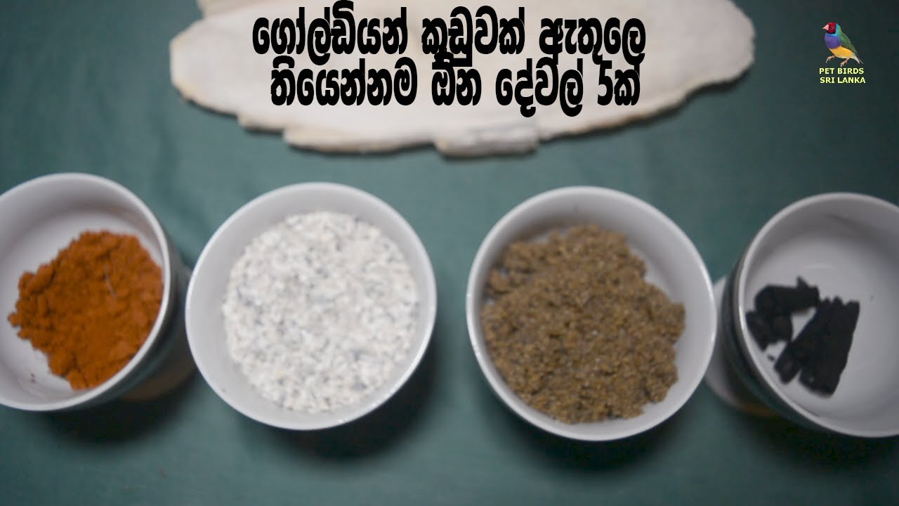 Pet Birds Sri Lanka - Important Tips to breed Gouldian Finches in sinhala