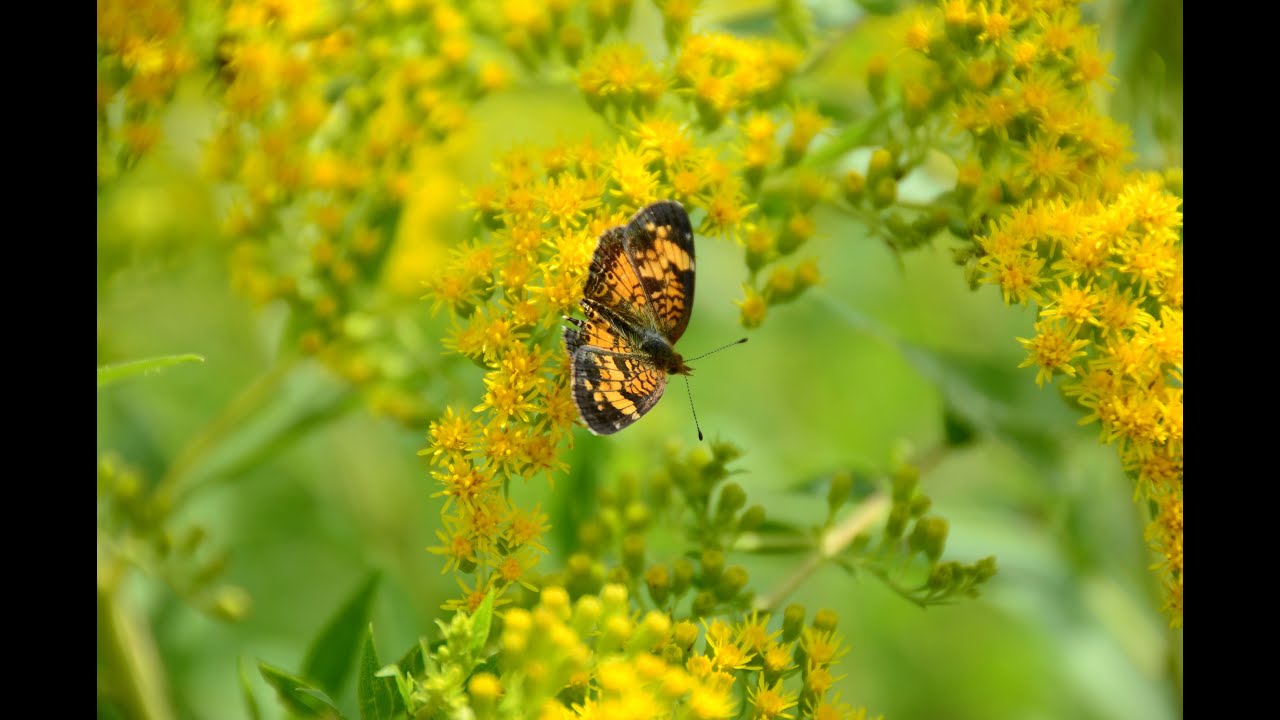 Cleaning Wildflower Seed Series: Working on Western Wallflower