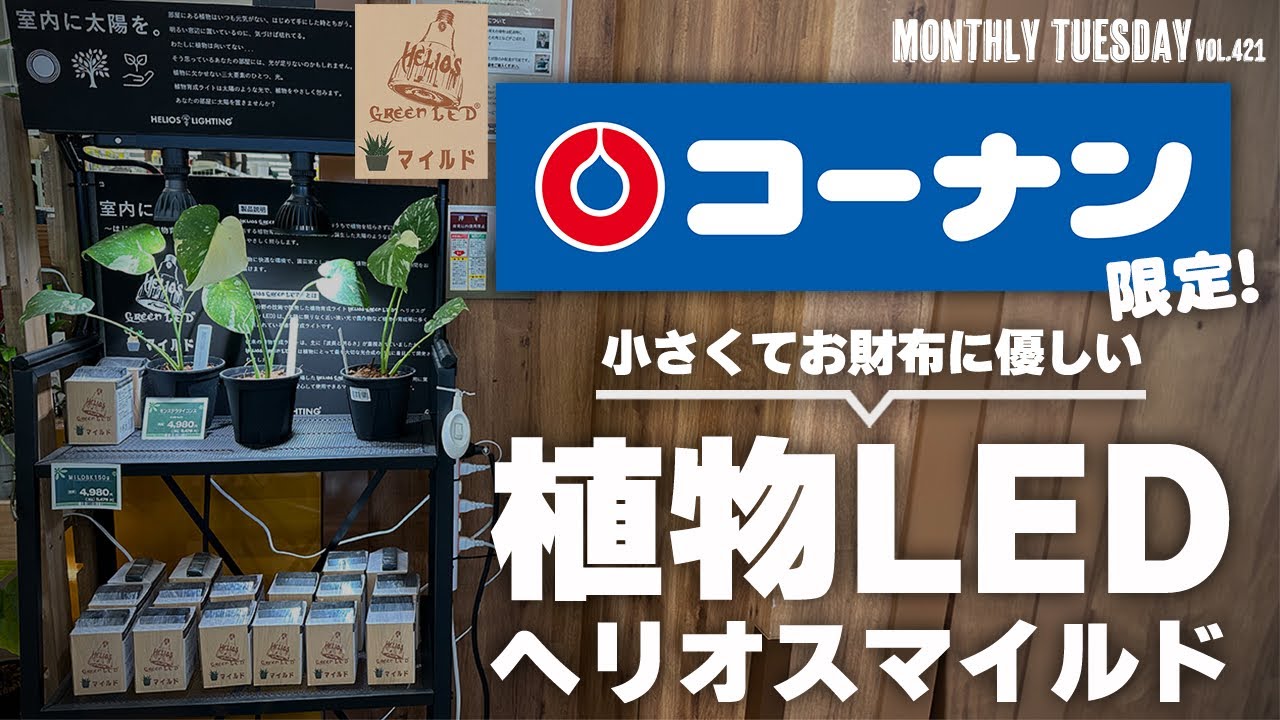 【アガベ塊根植物】小さな植物育成ライト！コーナンとヘリオスのコラボ商品ヘリオスマイルド！