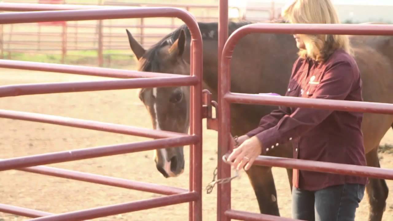 Colorado Horse Rescue Presents 