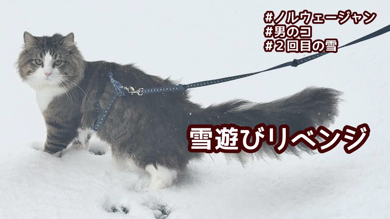 【もう雪国には帰れない】窓を開けるまでがピークでした。