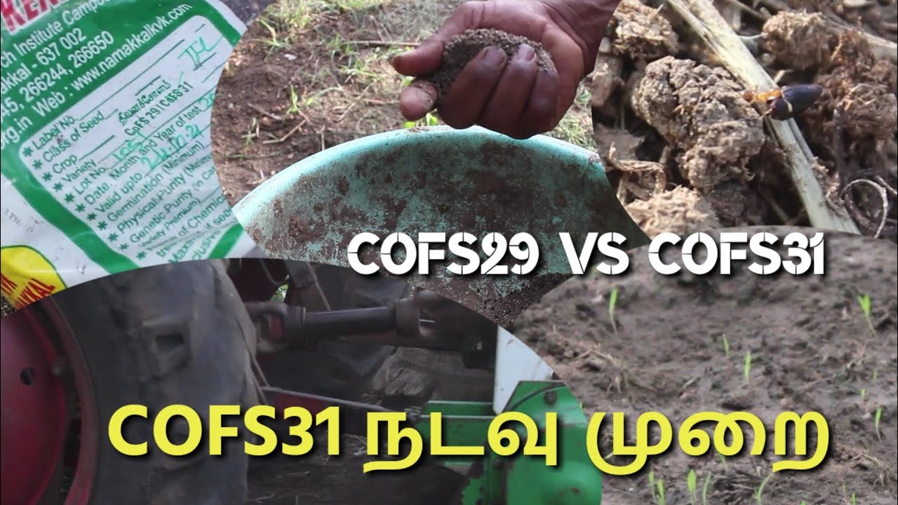 Cofs31 நடவு முறை |COFS29 vs COFS31 |ஆட்டுத் தீவனங்கள்
