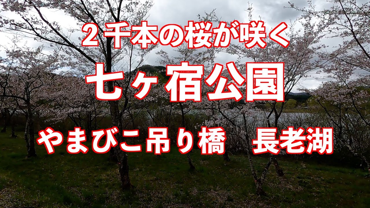 2000本の桜が咲く「七ヶ宿公園」と「やまびこ吊り橋」と「長老湖」