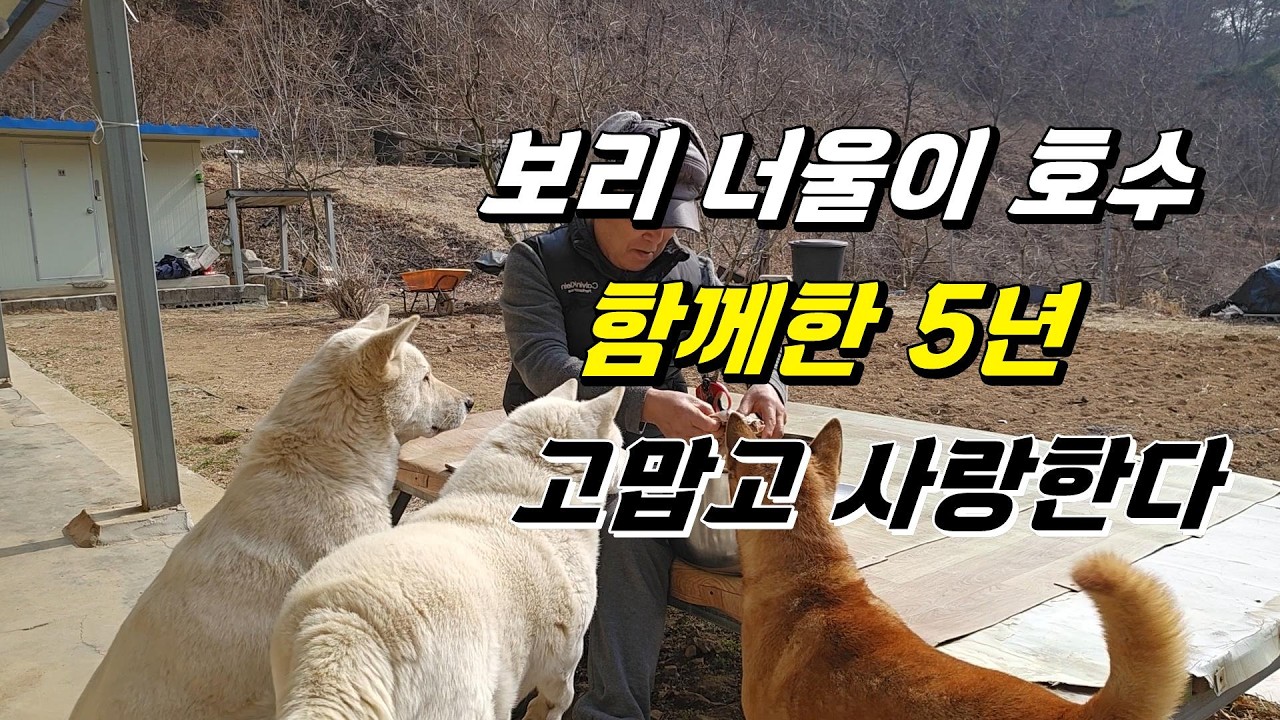 함께한 5년, 고맙고 사랑한다[할배의 정성 가득 닭죽]