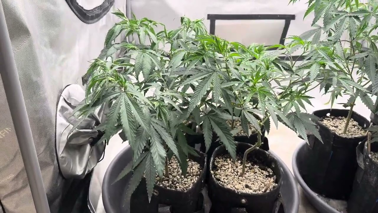 Humboldt Seed Co vs Covert Genetics. Uh oh accidentally overwater