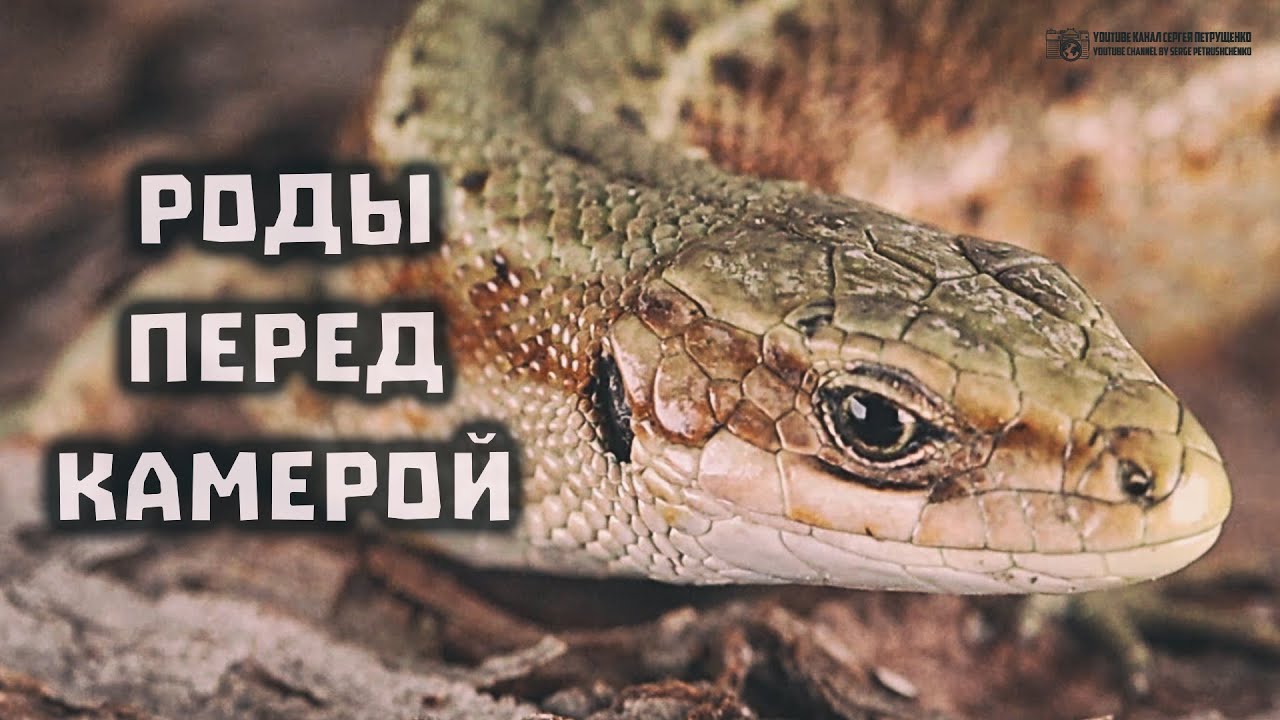 Живородящая ящерица. Роды перед камерой. // Clever Cricket