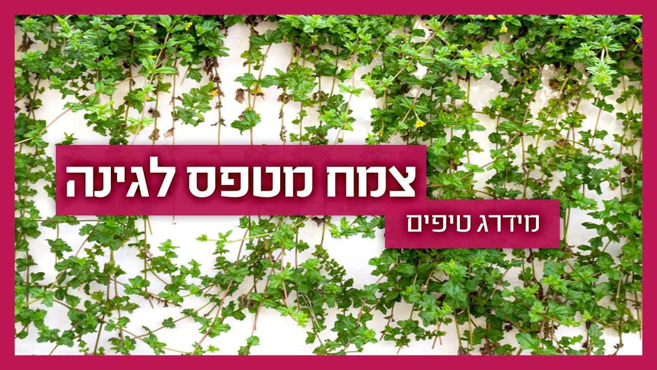 צמח מטפס לגינה - מה מתאים ואיך מתחזקים?