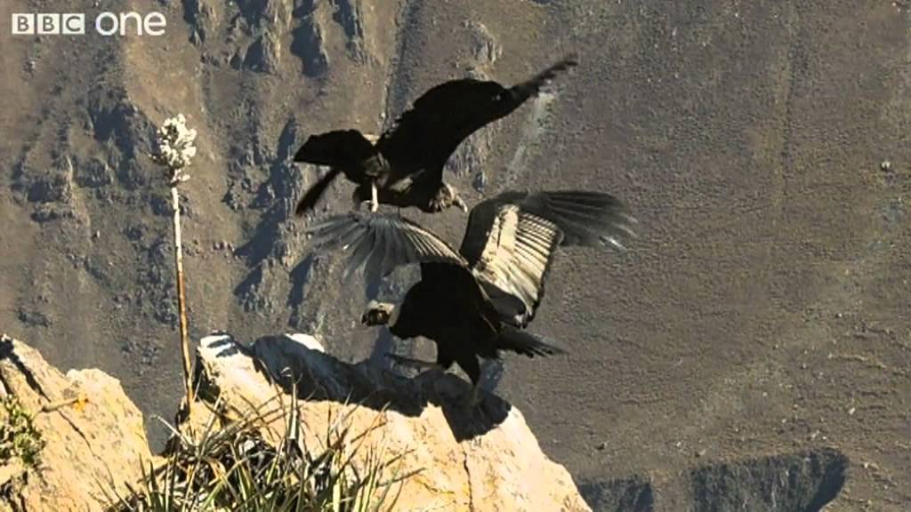 Condor Teaches Youngster to Fly (Narrated by David Tennant) - Earthflight - BBC
