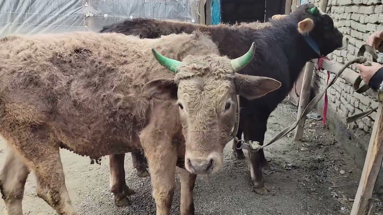 Boqma qirg'iziston buqalari arzon narxlar ulgirib qoling