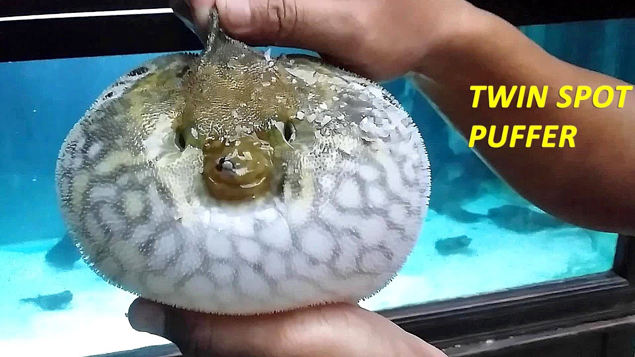Ikan Buntal - Twin Spot Puffer Fish - Tetraodon Leiurus