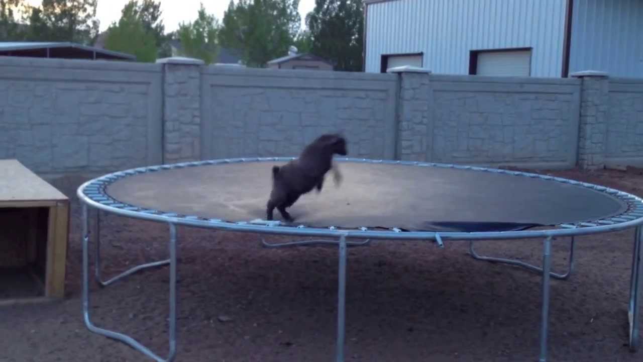 Baby Goat discovers trampoline