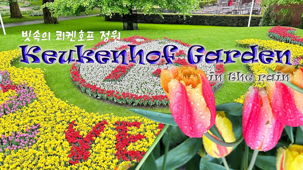 튜립이 만발한 빗속의 네덜란드 쾨켄호프  정원을 가다