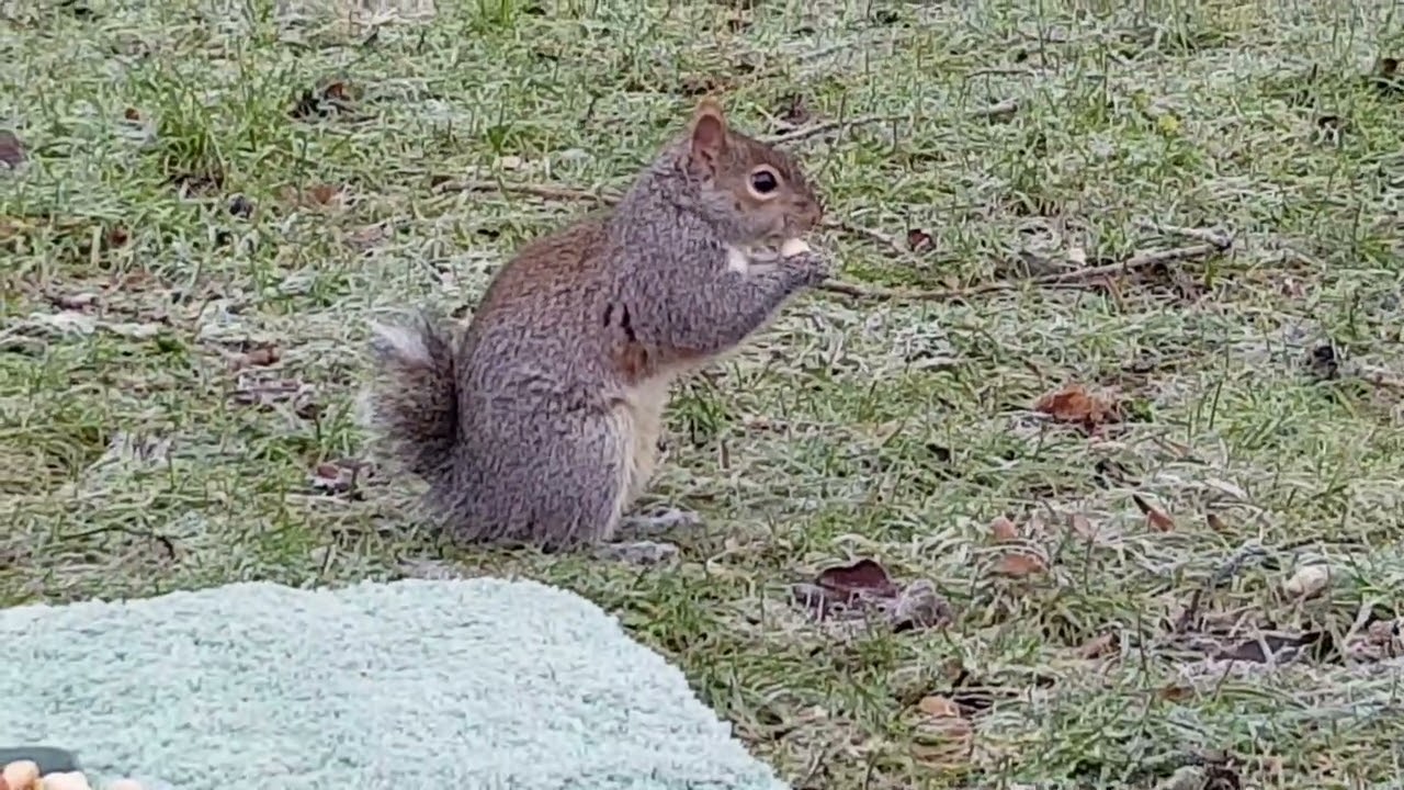 Squirrel Mesmerised By Coughing Cameraman