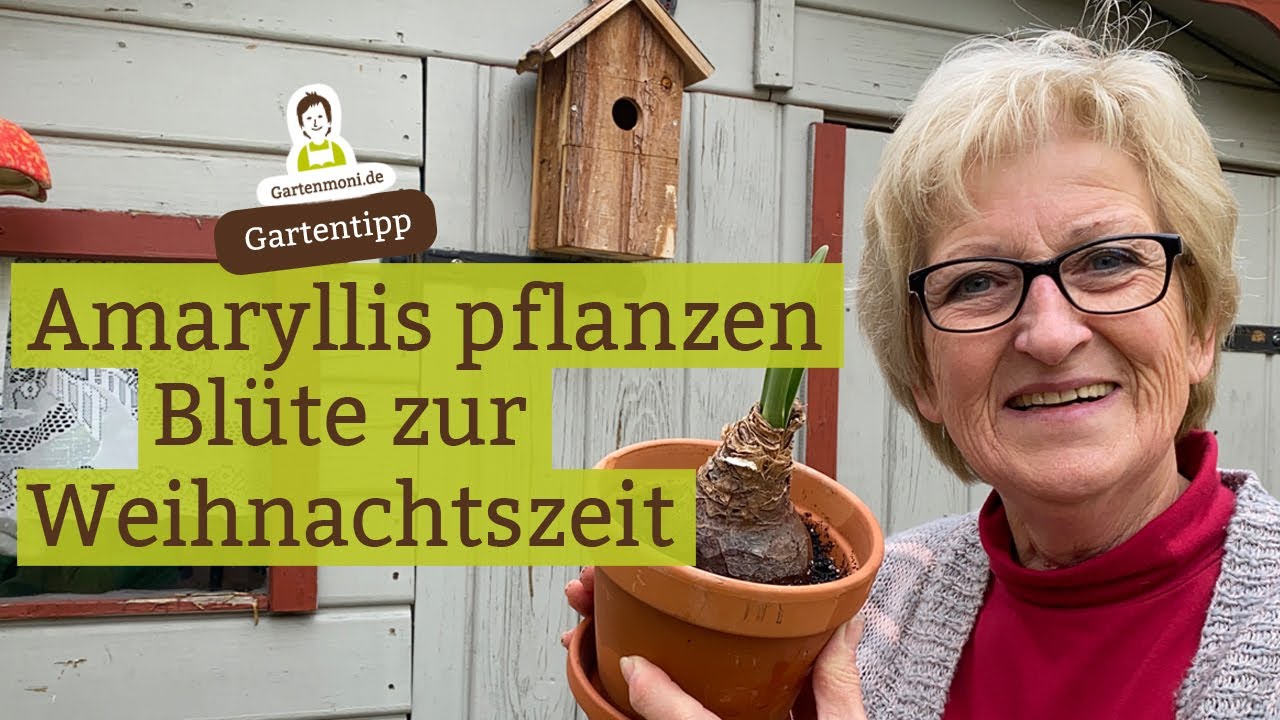 Amaryllis pflanzen: Wann und wie? So blüht deine Amaryllis garantiert zur Weihnachtszeit