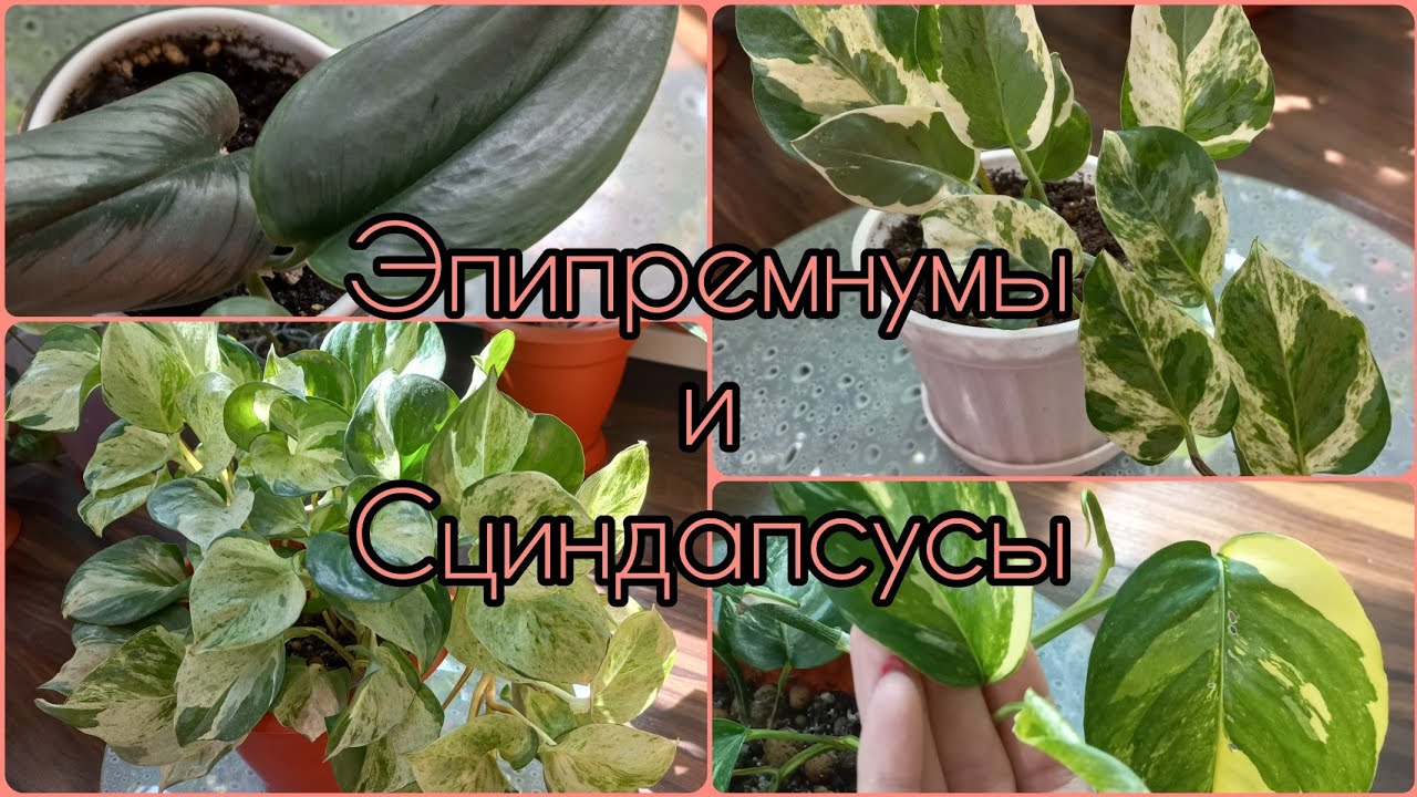 Эпипремнум🌸Сциндапсус🌱Обзор🌸Уход🌱Содержание🌱Особенности сортов🌱Мунлайт🌸Пиннатум🌱Неон🌸Экзотика🌱Марбл