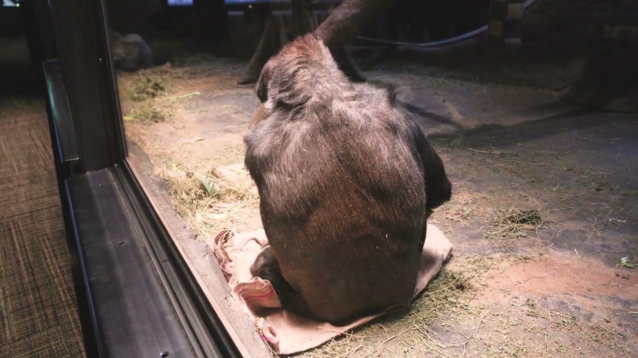 Zoo with AI