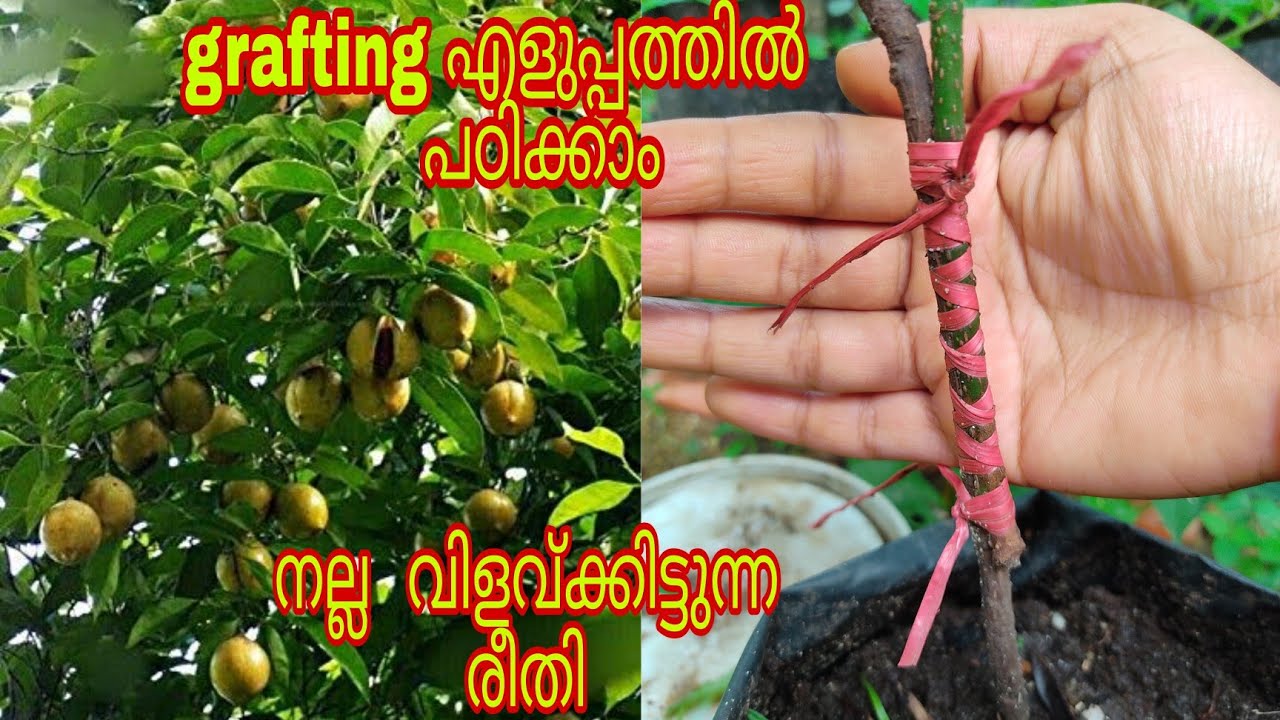 ജാതിതയ്യിൽ എങ്ങിനെ grafting ചെയ്യാം||grafting in malayalam||nutmeg/jaathikka grafting in malayalam