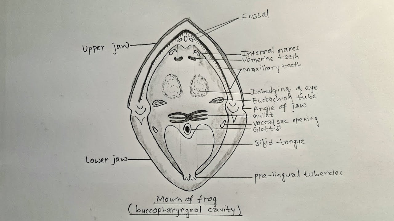How to draw mouth of frog || buccopharyngeal cavity of frog