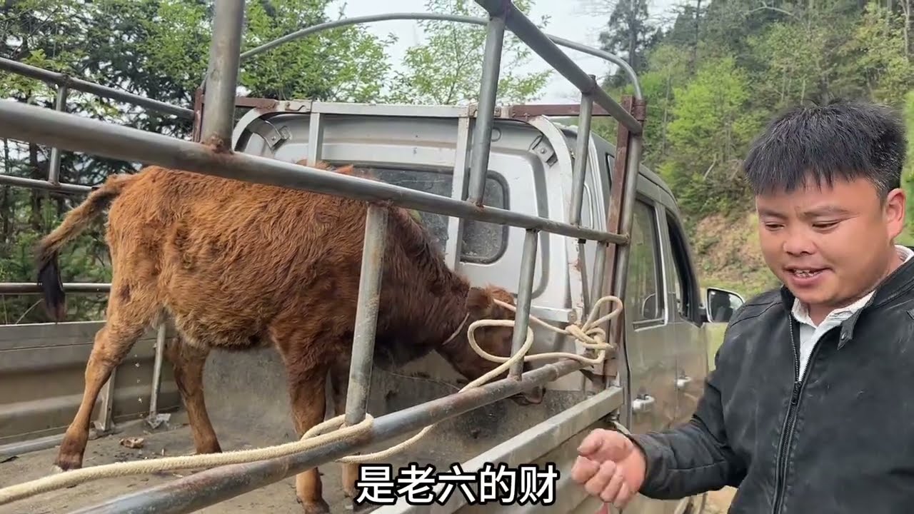 一头小白走丢一个多月，今天终于有着落了，一个月不见还挺倔犟。 #三农 #农村养牛人记录农村生活 #生态散养 #养牛人加油