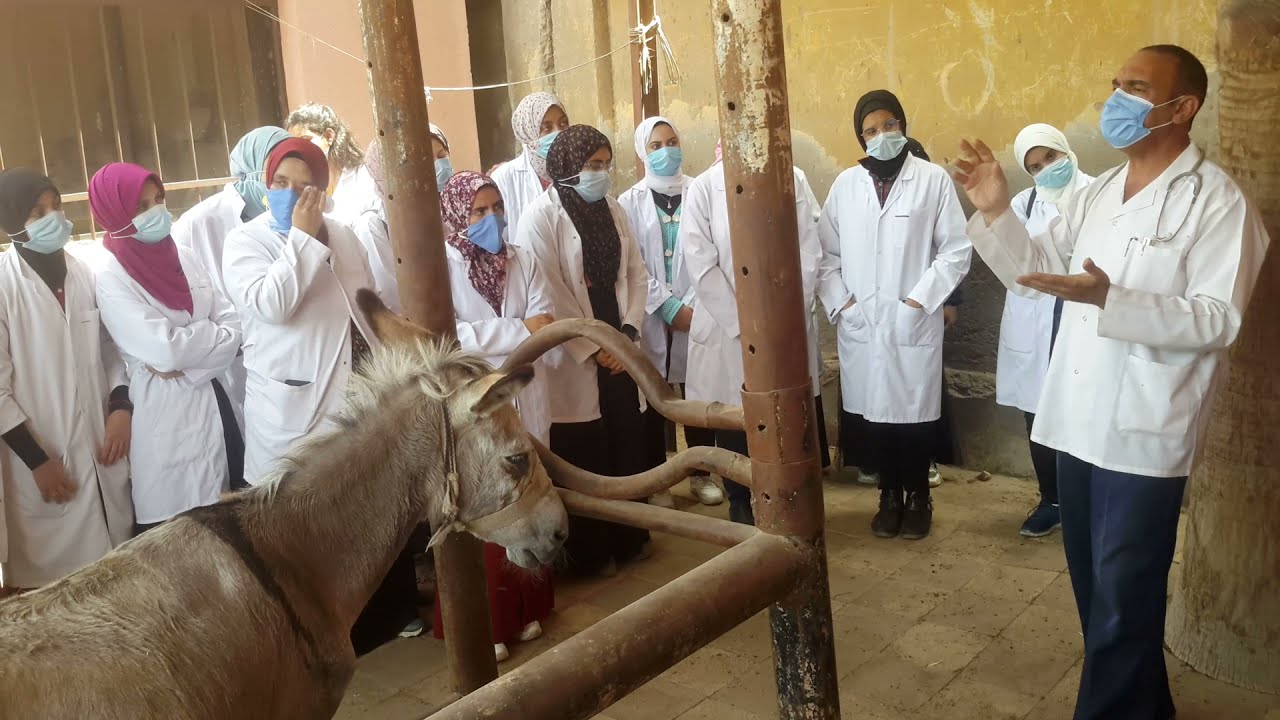 Malline test explanation in equines