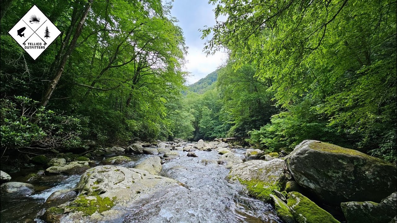 Catching the Appalachian Wild Trout Slam