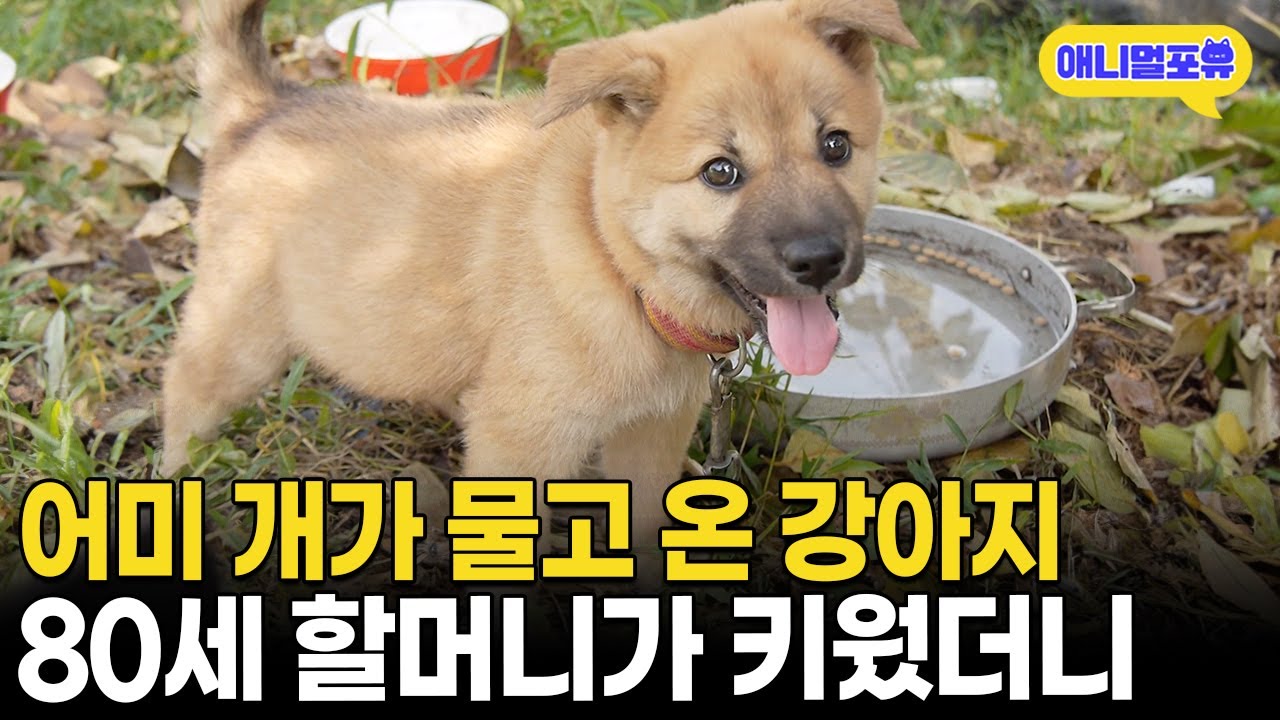 어미 개가 물고 온 강아지 마주친 80세 할머니 | KBS 남도지오그래피 160921 방송