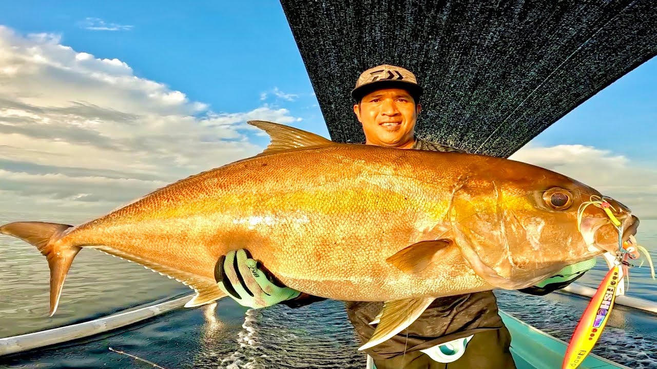 KAGET DIHANTAM AMBERJACK SUPER BABON ‼️ROD AUTO MELENGKUNG TAJAM ‼️