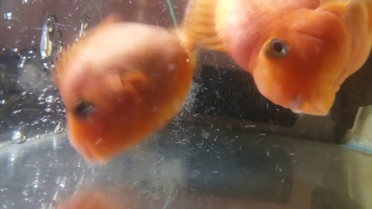 Parrot fish protect eggs
