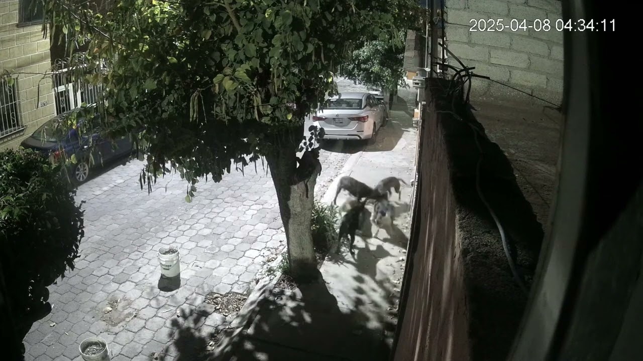 Jauría de perros en Insurgentes Querétaro