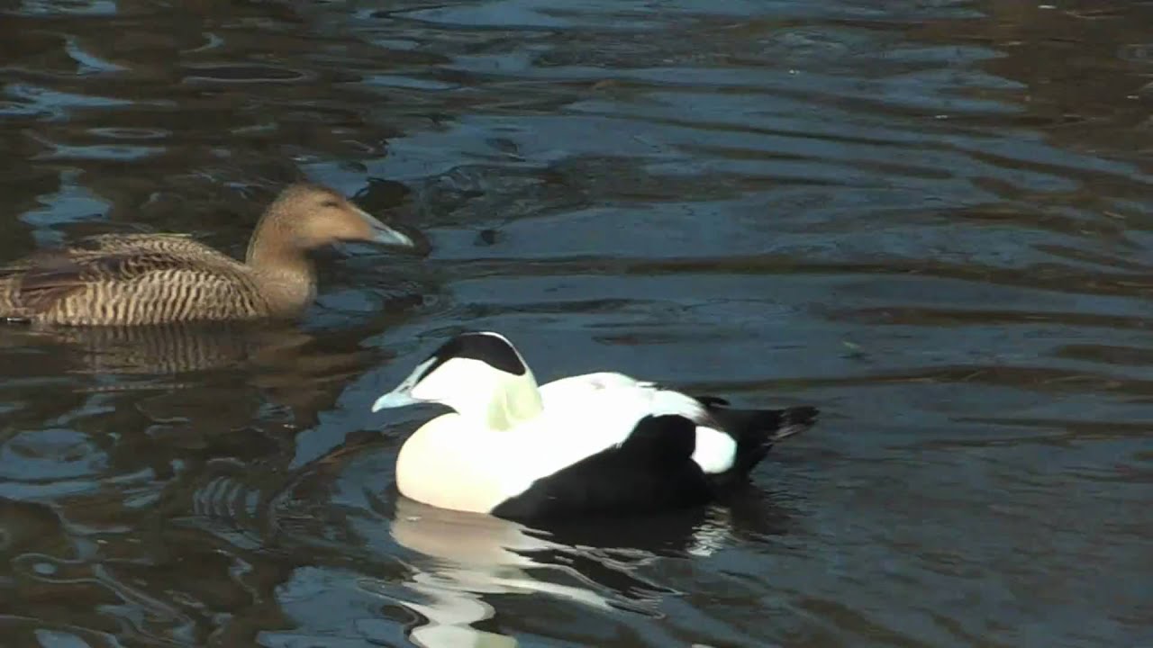 Eider duck (Somateria Mollissima) Courtship & Display.UK