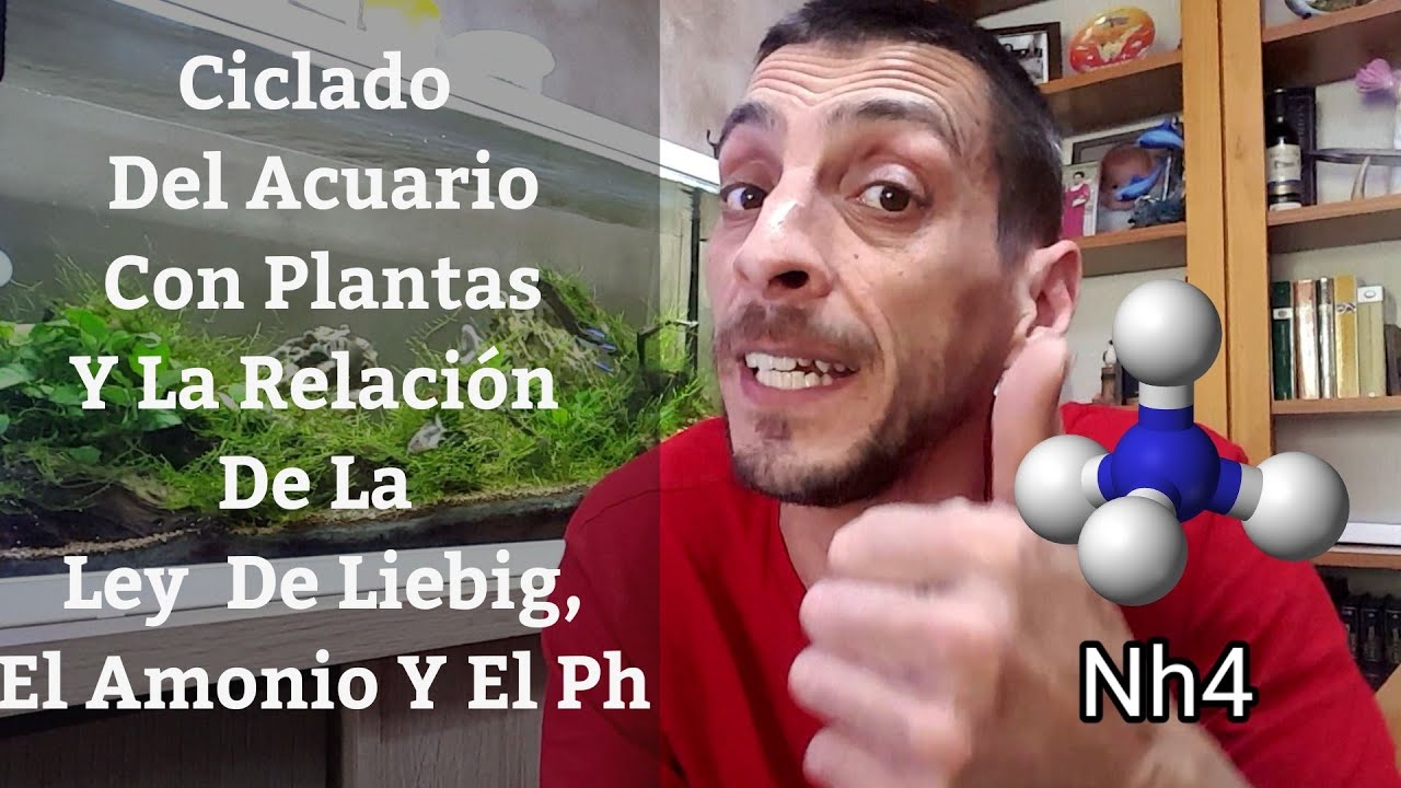 🔵 Ciclado De Acuario Con Plantas Y Su Relación Con La Ley De Liebig,El Amonio Y El Ph (Acuarios MB)