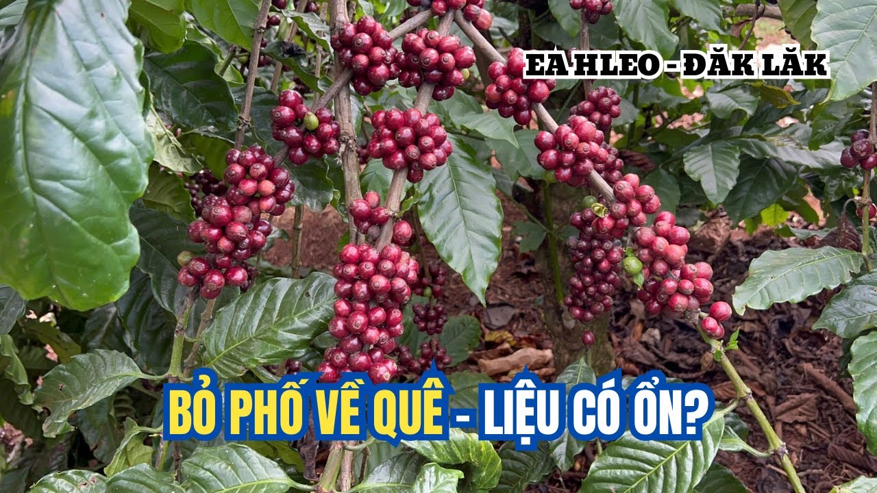 SỬ DỤNG ĐẠM CÁ CHO VƯỜN CÀ PHÊ XEN CANH CHANH DÂY