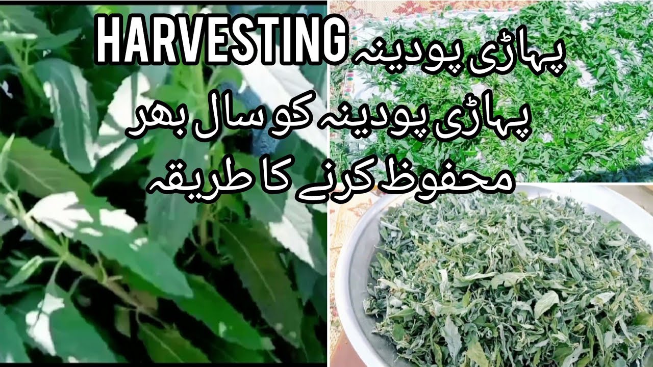 Pahadhi Podina Hug Harvesting /Pahadhi Podina ko Dry  karny ky Save Karny ka Taraka /