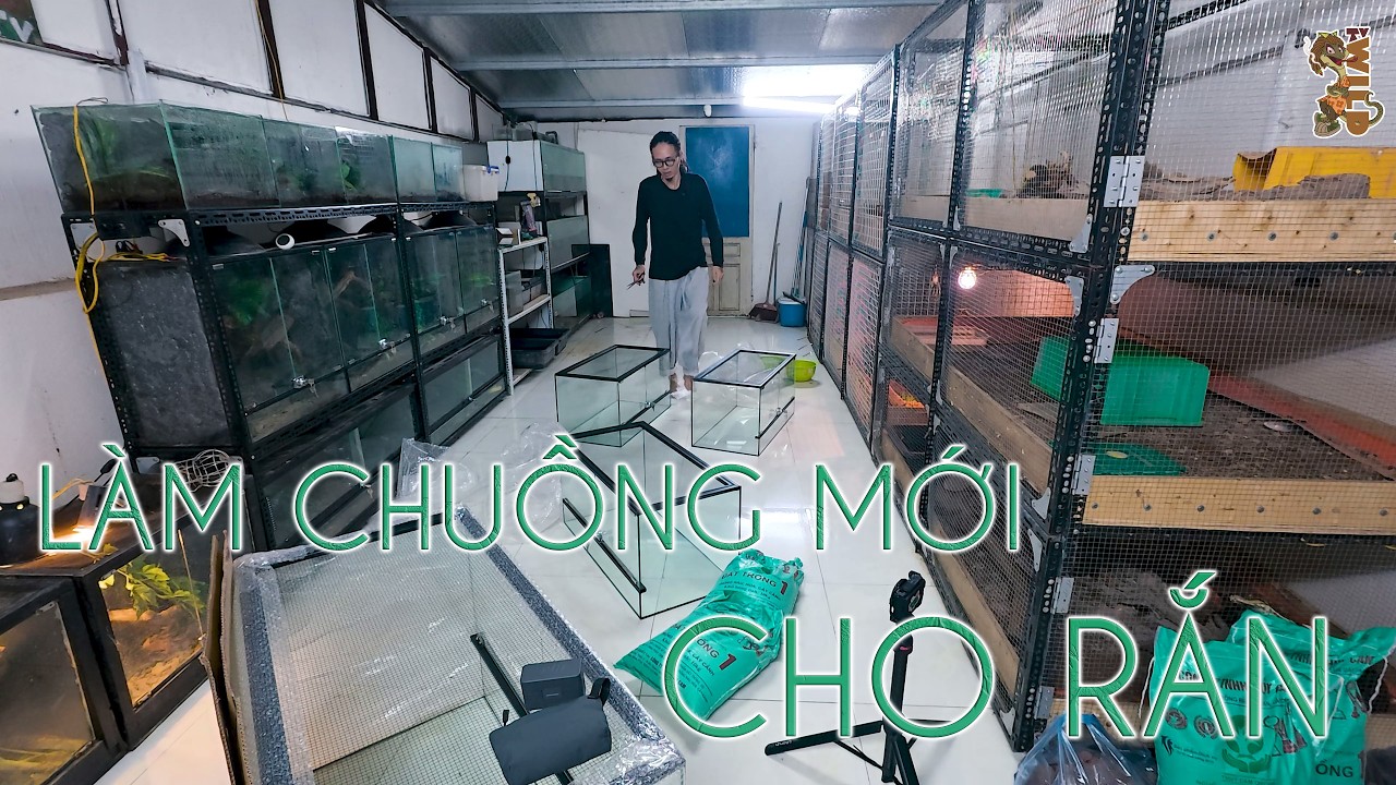 Làm dàn chuồng mới cho rắn - New tank for snakes | WILDVN TV