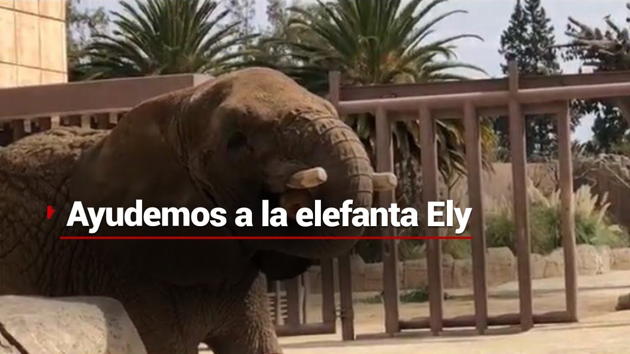 ¡Ayudemos a la elefanta Ely! | Fue explotada por 25 años en un circo.