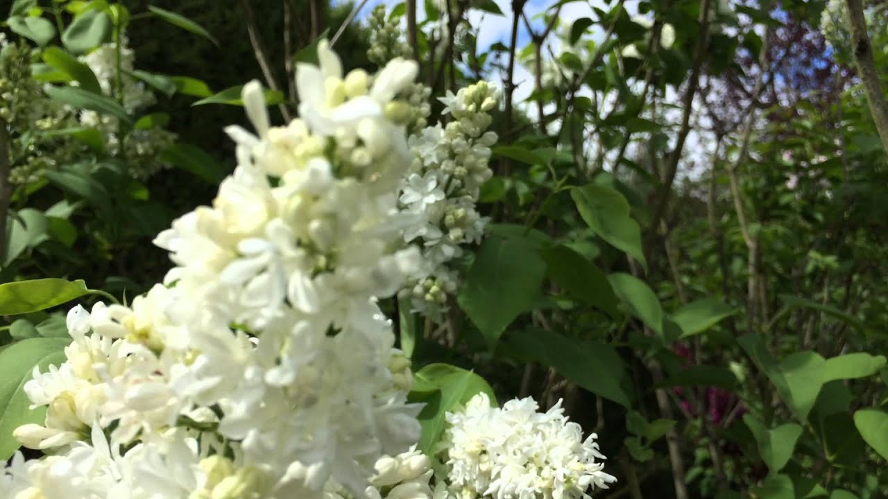 Lilas 'Madame LeMoine'