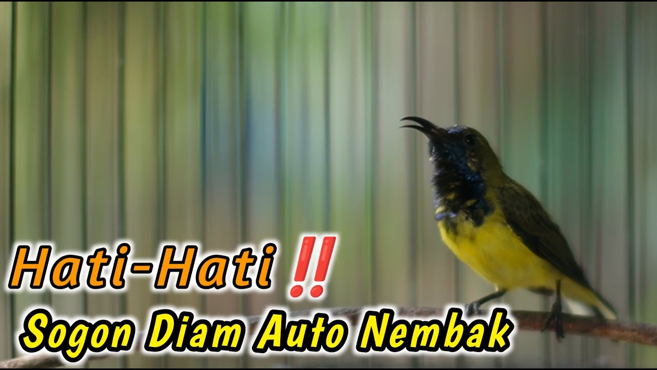 PANCINGAN PENGGACOR SOGON PALING EFEKTIF UNTUK TROTOL NDASI‼️HITUNGAN DETIK LANGSUNG NEMBAK NGKLEPER