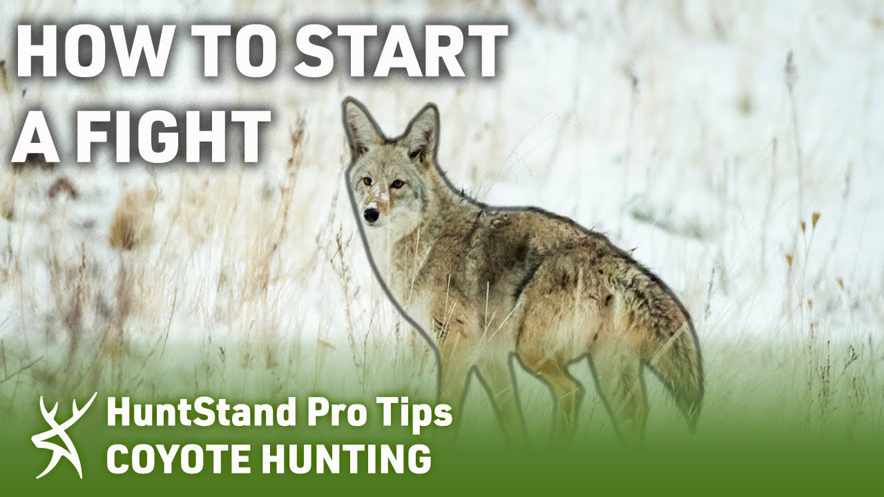 HOW TO Start A FIGHT || COYOTE HUNTING