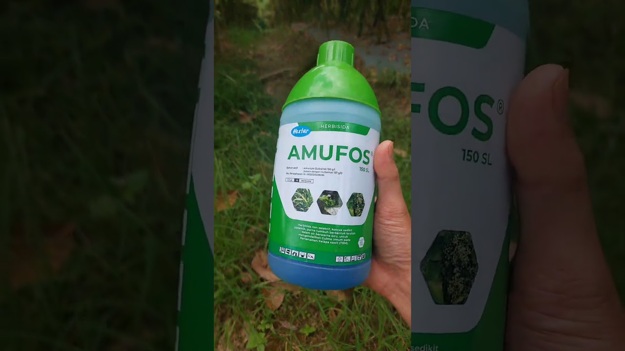 Membasmi rumput lulangan dengan cepat #shorts #arispipit #tanamancabe