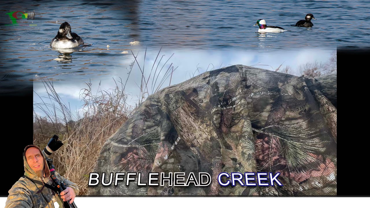 Buffleheads on a Cold Snowy Day Beautiful #buffleheads #snowydays #Birds